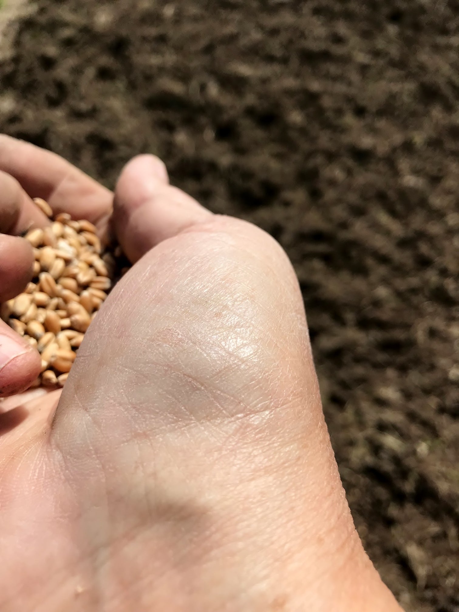 Les Amis du Fort de Chartres Seed to Loaf: Heritage Wheat Revival Project