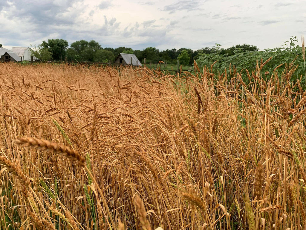 Rouge De Bordeaux Wheat Seed 